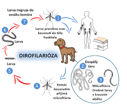 dirofilarioza-infografika-blog.png
