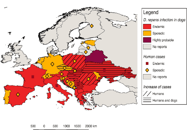 map-showing-the-current-distribution-of-dirofilaria-repens-in-dogs-and-humans-in-europe-6.png